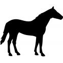 Decal Horse stickers adhesive pet